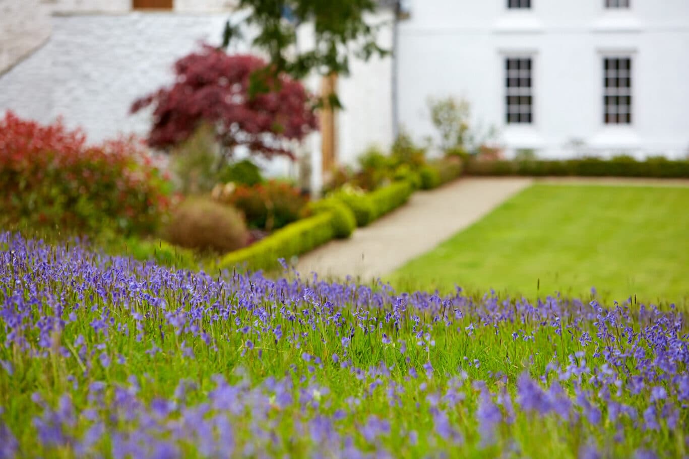 scenery with flowers and grove at the background