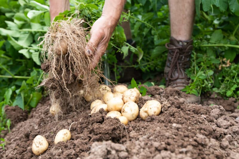 chef picking out potatoes from the groves garden
