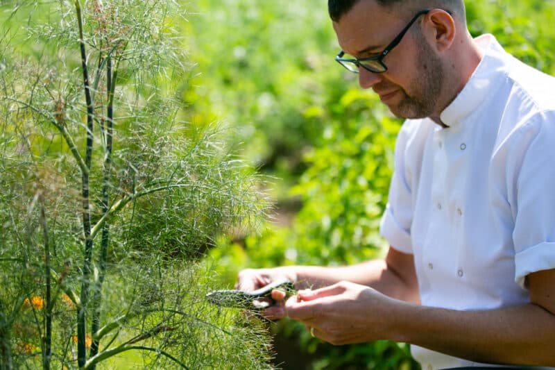 chef picking vegetation from the grove garden