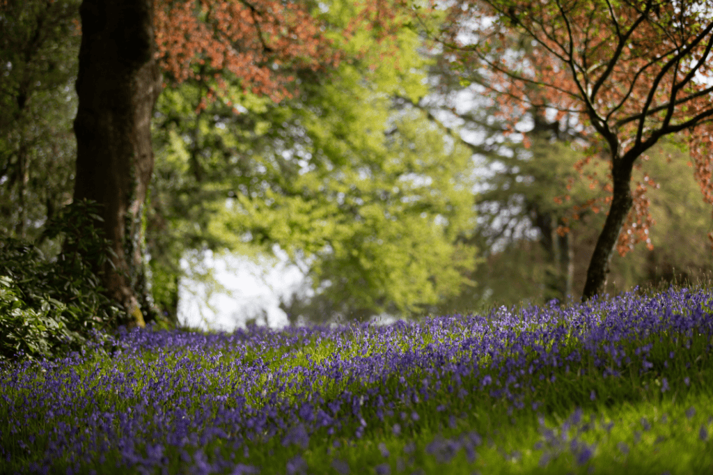 scenery with flowers and trees