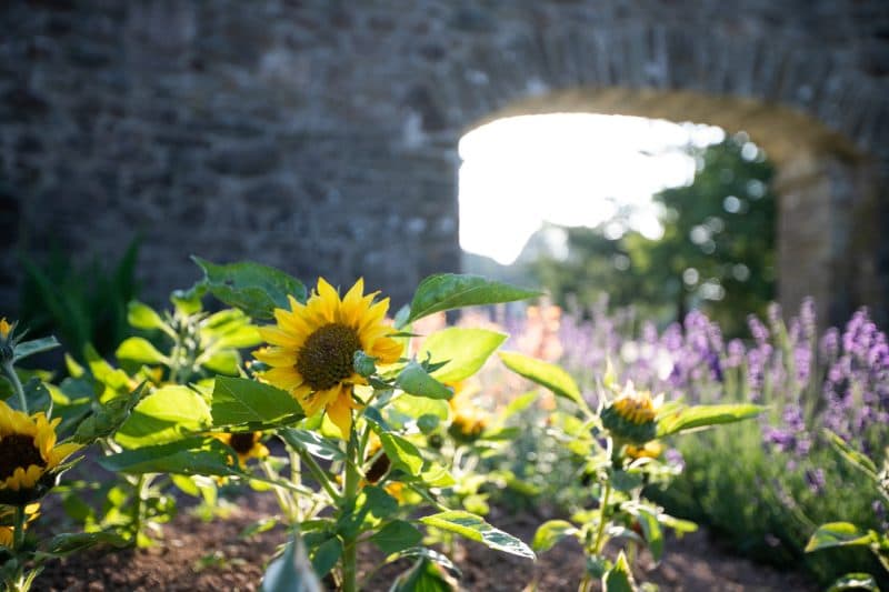 sunflowers and scenery