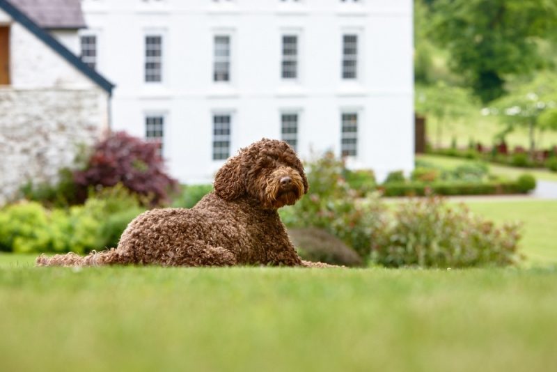 a dog laying on the grass by grove