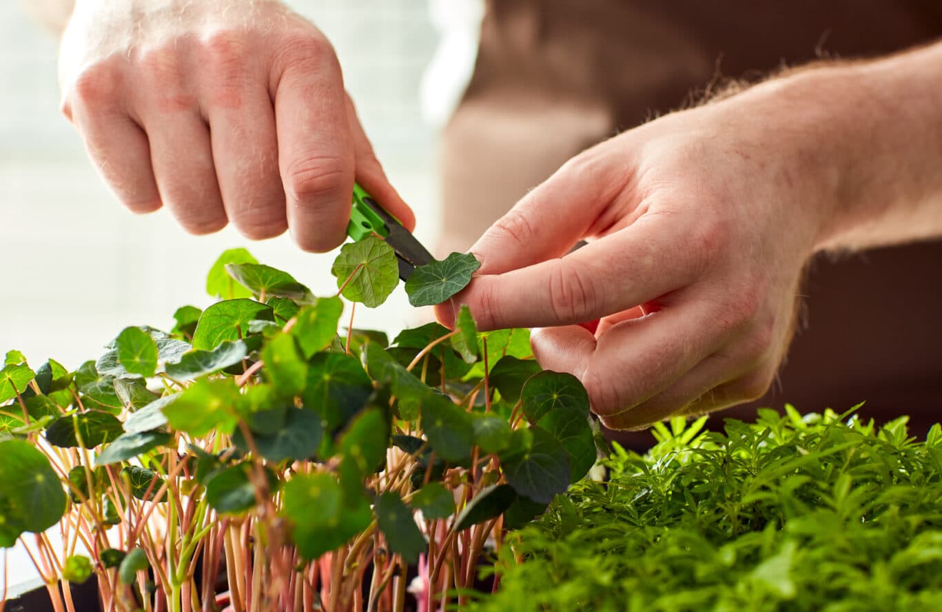 chef cutting herbs