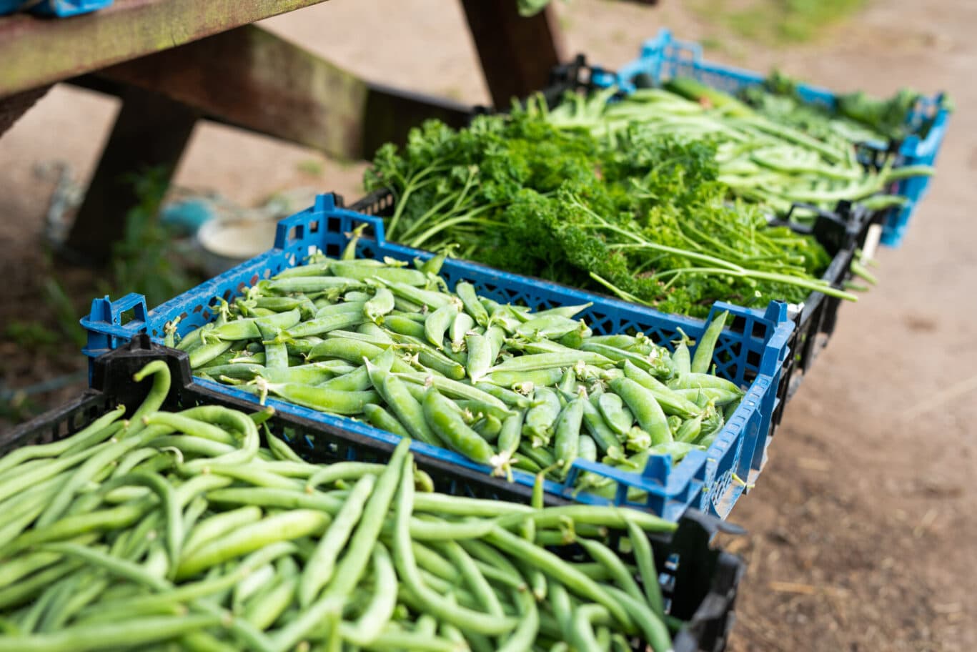 vegetation in containers outside