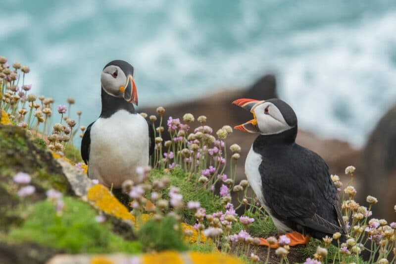 two puffin birds between flowers
