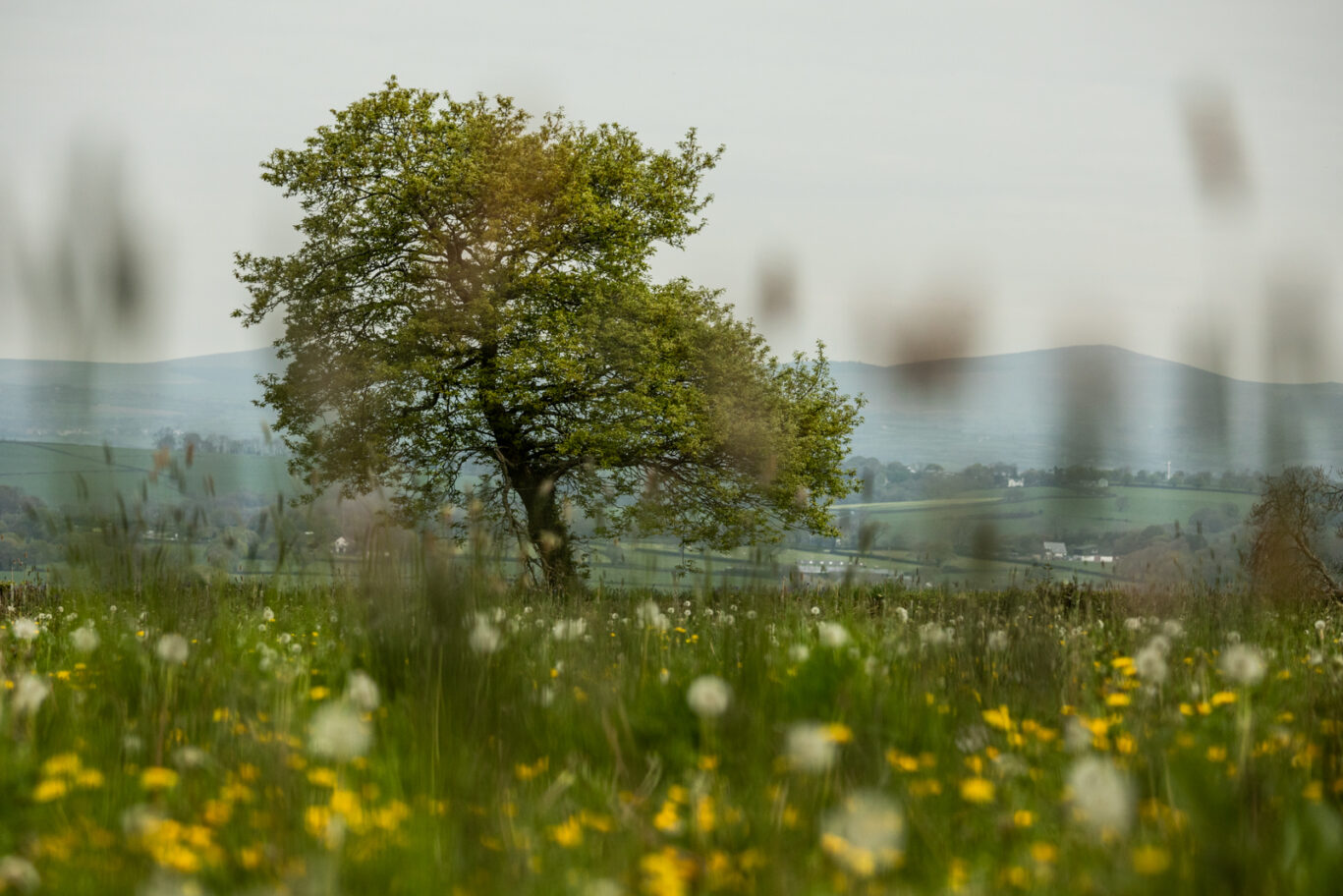 Grove at Spring time