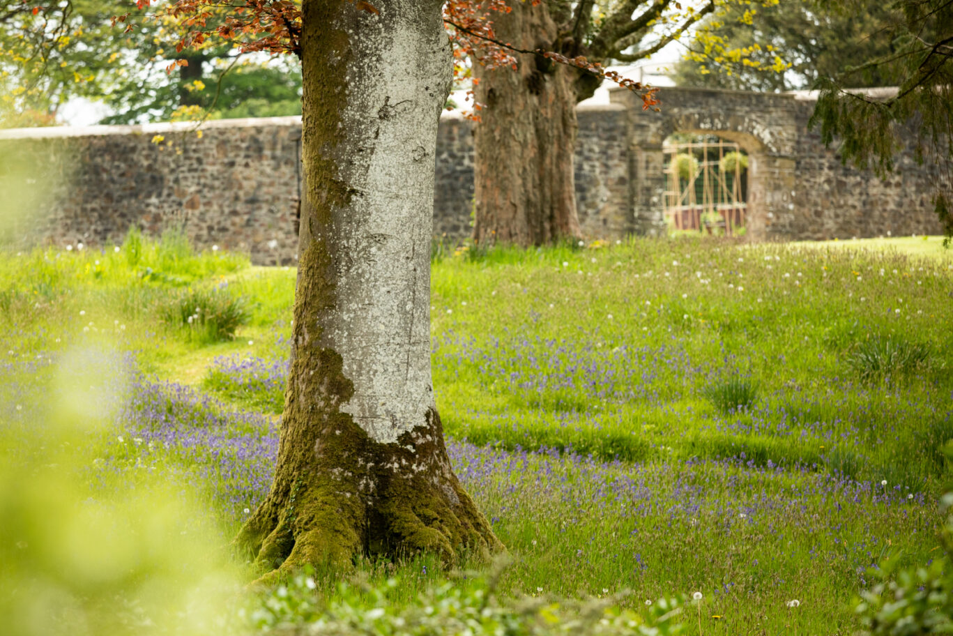 Grove at Spring time
