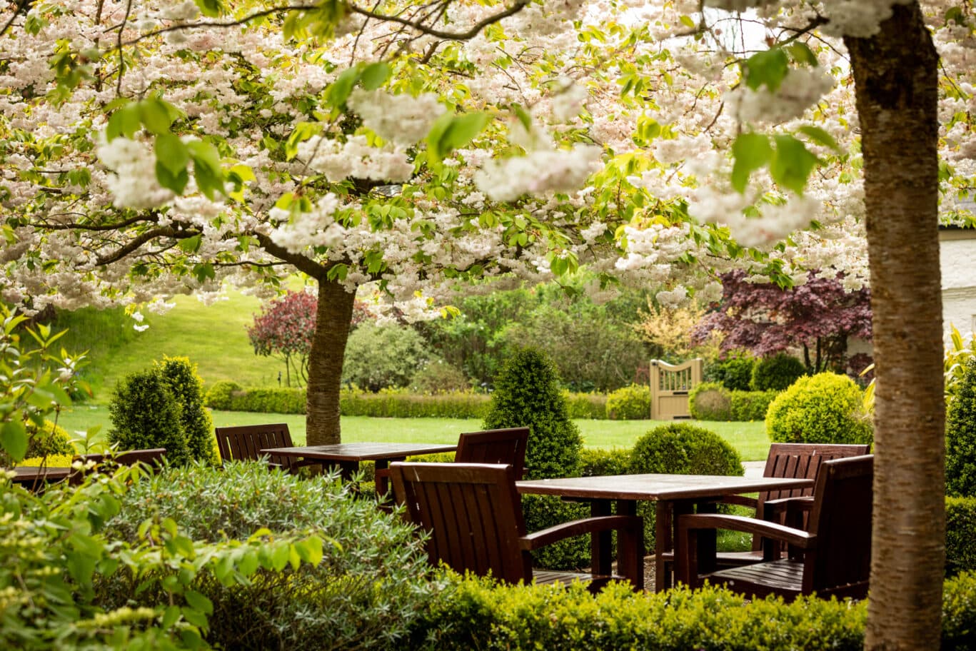 Grove at Spring time