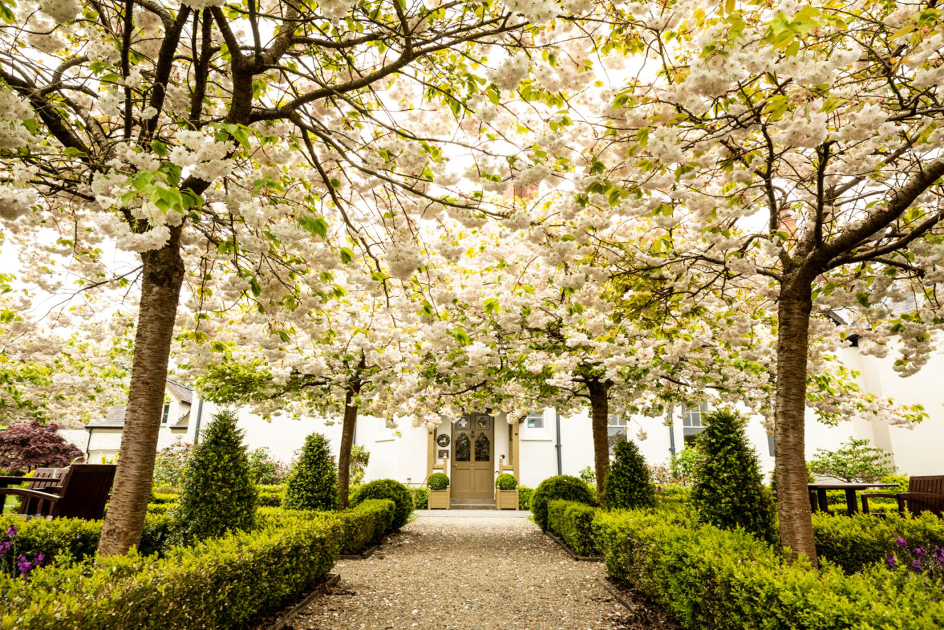 grove at Spring time