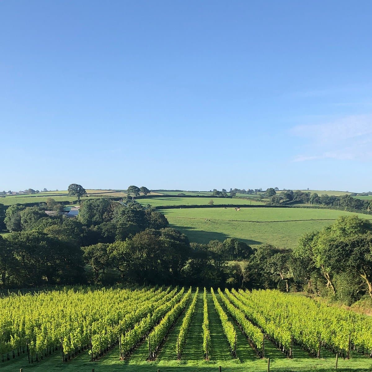 beautiful-august-sunshine