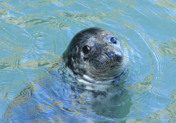 atlantic-grey-seal-janet-baxter