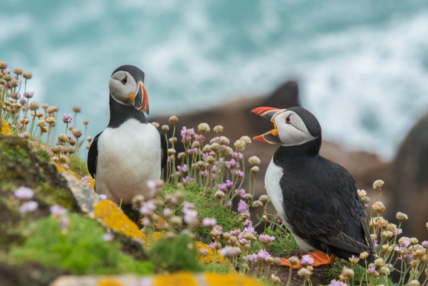 puffin shot