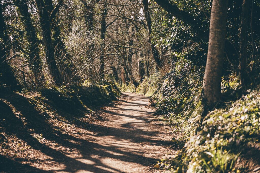 Narberth Woodland Walk