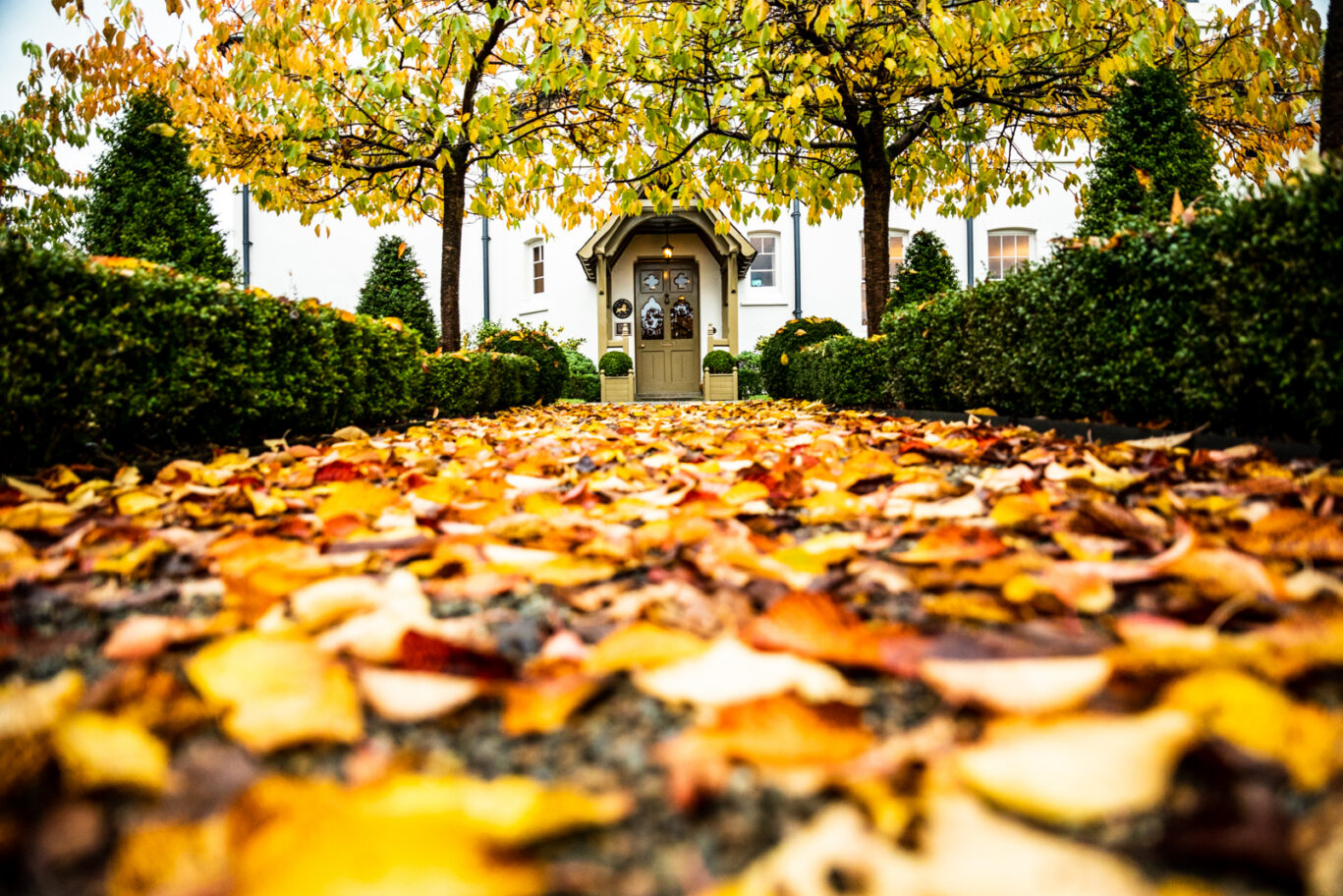 Grove Blossoms – Autumn