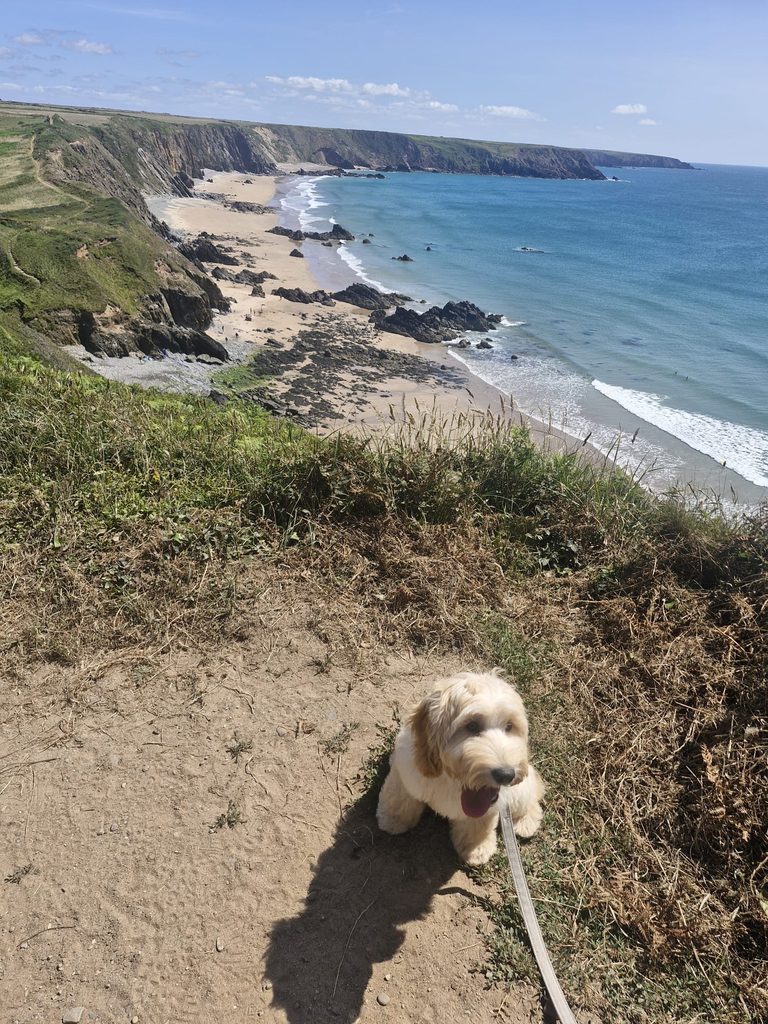 Otto on the Marloes Peninsula coastal walk