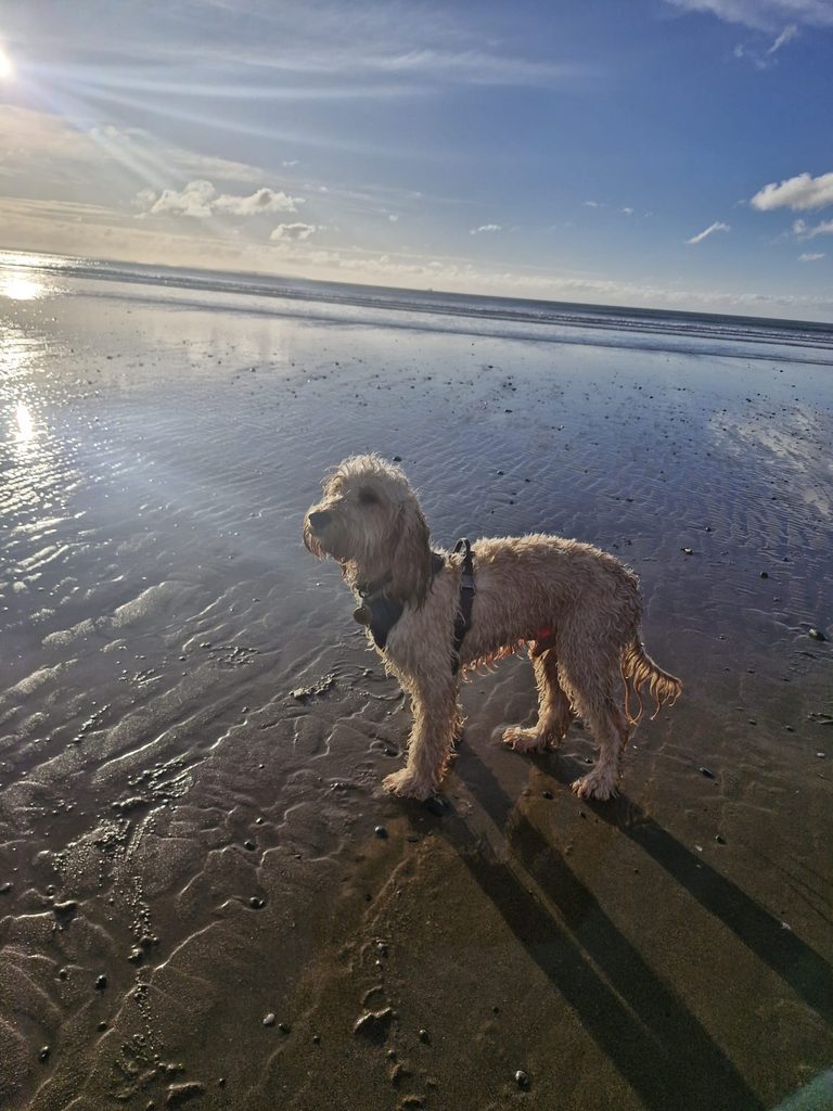 Otto at the beach